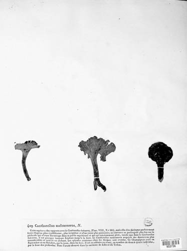 Cantharellus melanoxeros image